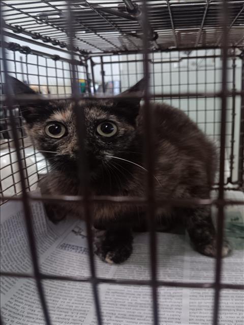 Shelter Stray Female Cat last seen , 1850 W 60th St, Los Angeles, CA 90047, USA