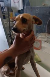 Shelter Stray Male Dog last seen , 1850 W 60th St, Los Angeles, CA 90047, USA