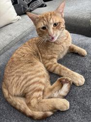 Found/Stray Male Cat last seen 38th and Holly st , Denver, CO 80207