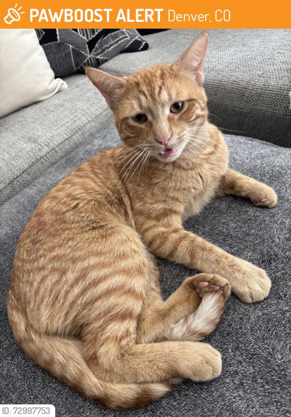 Found/Stray Male Cat last seen 38th and Holly st , Denver, CO 80207