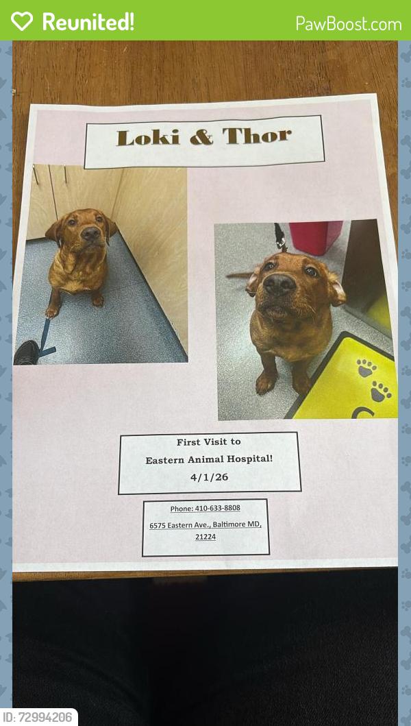 Reunited Male Dog last seen Holabird Ave, Dundalk, MD, USA, Dundalk, MD 21224