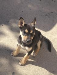 Reunited Female Dog last seen Near E 89th St, Los Angeles, CA 90002, USA, Los Angeles, CA 90002
