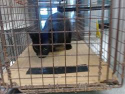 Shelter Stray Unknown Cat last seen Near BLOCK NW 120TH ST, 2811 SE 29th St, Oklahoma City, OK 73129, USA