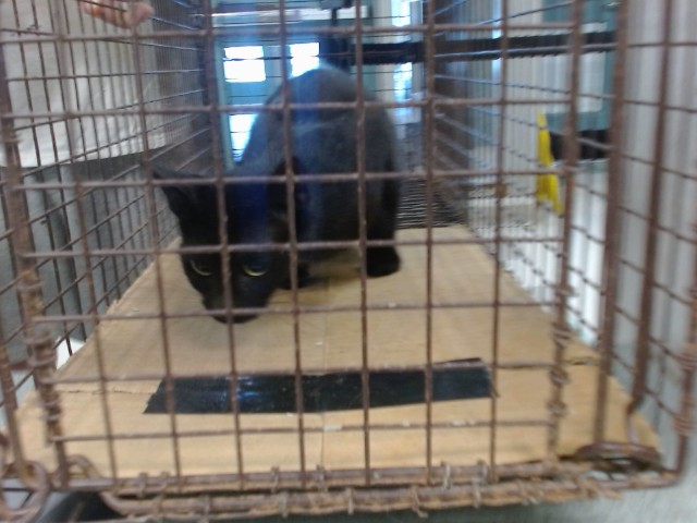 Shelter Stray Unknown Cat last seen Near BLOCK NW 120TH ST, 2811 SE 29th St, Oklahoma City, OK 73129, USA