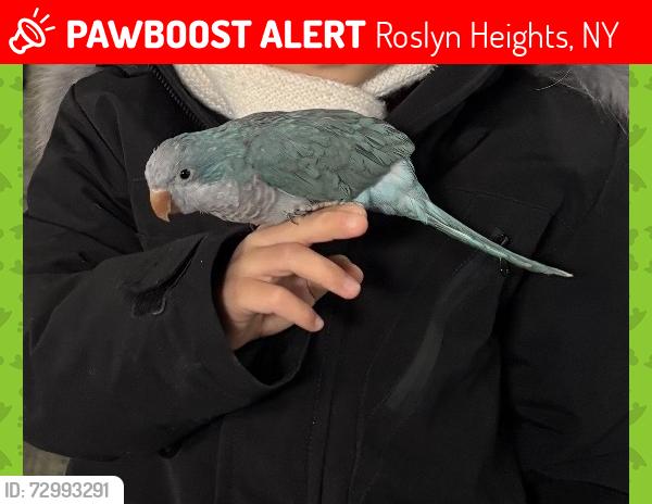 Lost Unknown Bird last seen Candy lane and bluebird drive, Roslyn heights , ny 11577, Roslyn Heights, NY 11577
