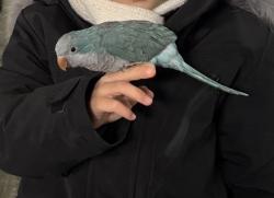 Lost Unknown Bird last seen Candy lane and bluebird drive, Roslyn heights , ny 11577, Roslyn Heights, NY 11577