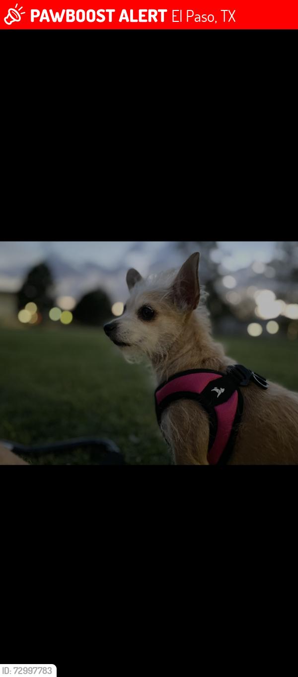 Lost Female Dog last seen Stanton, El Paso, TX 79902