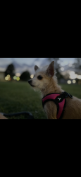 Lost Female Dog last seen Stanton, El Paso, TX 79902