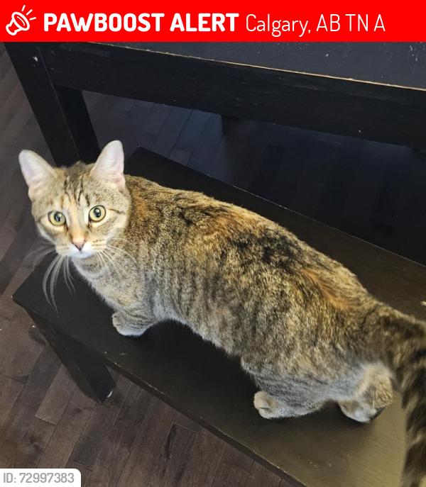 Lost Female Cat last seen Near skyview springs common ne, Calgary, AB T3N 0A6