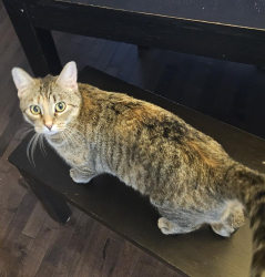 Lost Female Cat last seen Near skyview springs common ne, Calgary, AB T3N 0A6