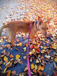 Lost Female Dog last seen Motel6 Parking-Lot (S Gas + Ma8trix), San Jose, CA 95131