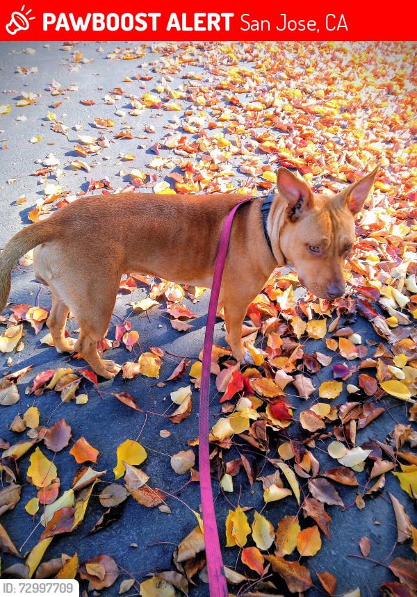 Lost Female Dog last seen Motel6 Parking-Lot (S Gas + Ma8trix), San Jose, CA 95131
