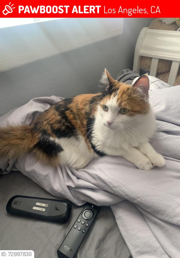 Lost Female Cat last seen Woodglade & Highlander, Los Angeles, CA 91307