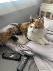 Lost Female Cat last seen Woodglade & Highlander, Los Angeles, CA 91307