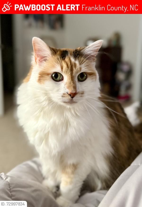 Lost Female Cat last seen Baker farm neighborhood, Franklin County, NC 27596
