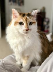 Lost Female Cat last seen Baker farm neighborhood, Franklin County, NC 27596