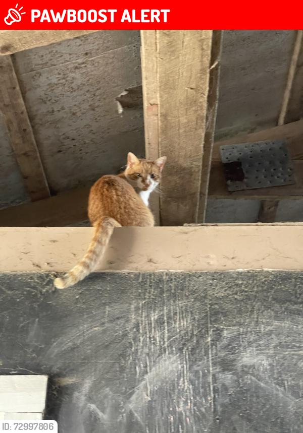 Lost Male Cat last seen Bushong Rd, Manheim Township, PA 17540