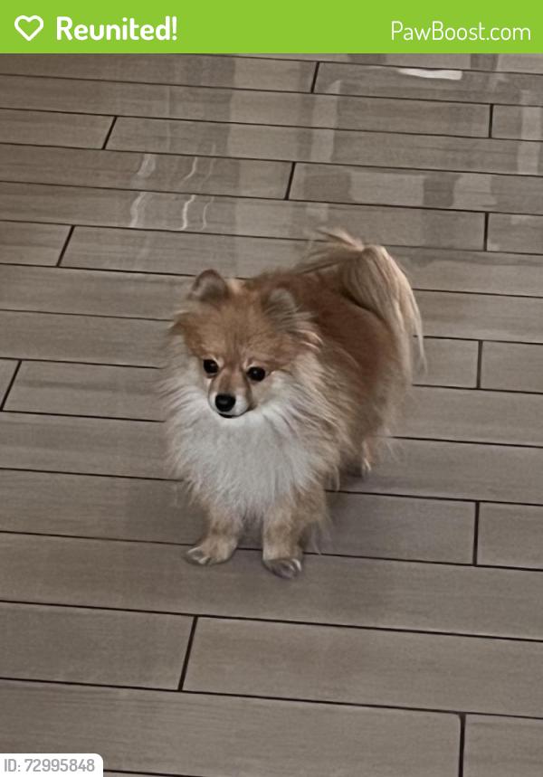 Reunited Male Dog last seen Whitney Ranch and Arroyo Grande, Henderson, NV 89014