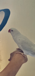 Lost Female Bird last seen Near sw 24th st apt B 130, Miami, FL 33165