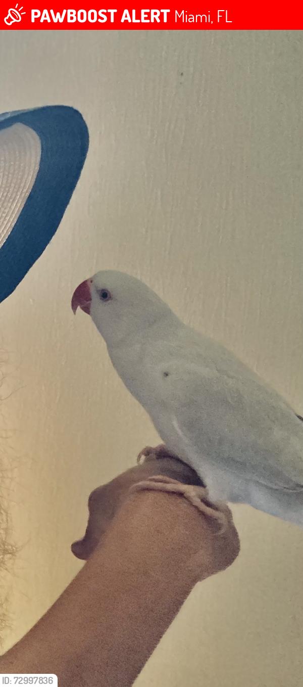 Lost Female Bird last seen Near sw 24th st apt B 130, Miami, FL 33165