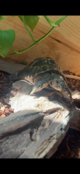 Lost Male Reptile last seen High ridge knolls, Des Plaines, IL 60016