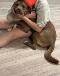 Reunited Female Dog last seen Near N 8th St, Noble, OK 73068, USA, Noble, OK 73068