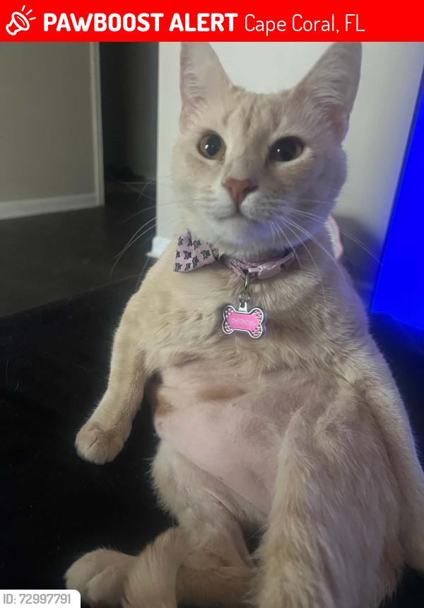 Lost Female Cat last seen Skyline & Cape Coral Pkwy, Cape Coral, FL 33914