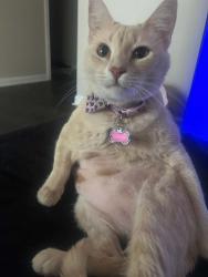Lost Female Cat last seen Skyline & Cape Coral Pkwy, Cape Coral, FL 33914
