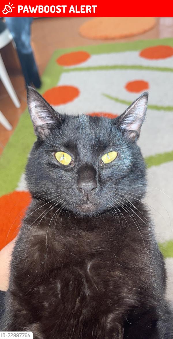 Lost Male Cat last seen Forest Glen Park, Mississauga, ON L4X 1V5