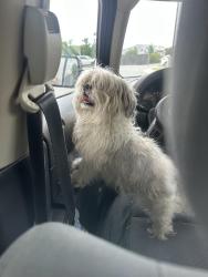 Reunited Male Dog last seen Decatur DR & Decatur PL near Dominos, Fayetteville, NC 28303
