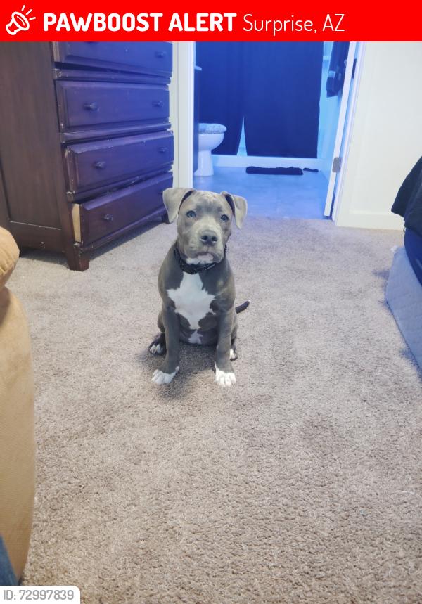 Lost Female Dog last seen Near , Surprise, AZ 85378