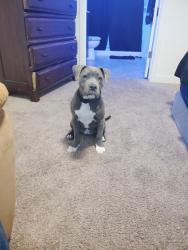 Lost Female Dog last seen Near , Surprise, AZ 85378