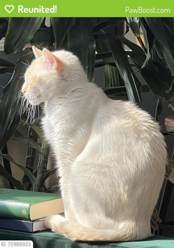 Reunited Male Cat last seen Central ave and Grand Ave , Fort Worth, TX 76164