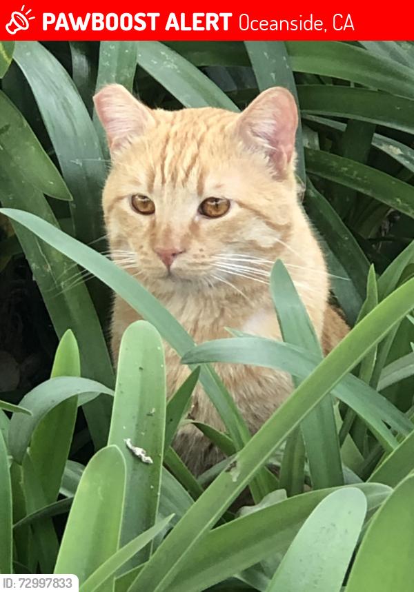 Lost Male Cat last seen Fireside St. & Parkside Dr., Oceanside, CA 92058
