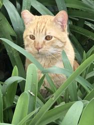 Lost Male Cat last seen Fireside St. & Parkside Dr., Oceanside, CA 92058