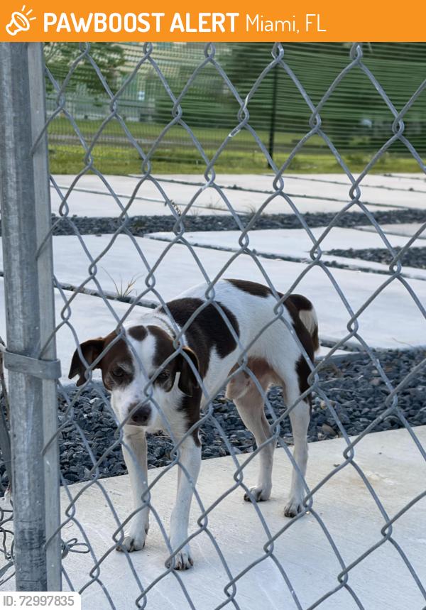 Found/Stray Unknown Dog last seen Near NW 60 Street Miami 33142, Miami, FL 33127