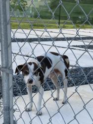Found/Stray Unknown Dog last seen Near NW 60 Street Miami 33142, Miami, FL 33127