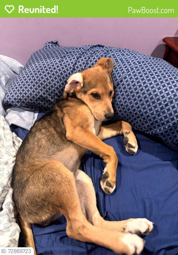 Reunited Female Dog last seen E Smithfield St., Angier, NC 27501