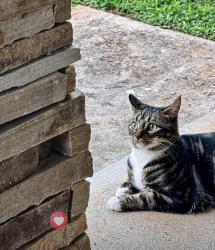 Lost Female Cat last seen hses, Seneca, SC 29678