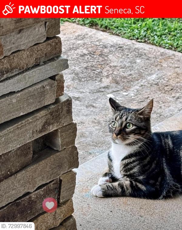 Lost Female Cat last seen hses, Seneca, SC 29678