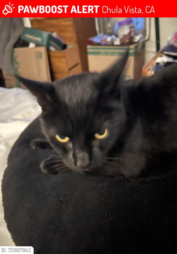 Lost Male Cat last seen Oleander Ave, Chula Vista, CA 91911