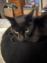 Lost Male Cat last seen Oleander Ave, Chula Vista, CA 91911
