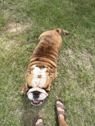 Found/Stray Male Dog last seen Skyline prairie homes presidio town center, Fort Worth, TX 76131