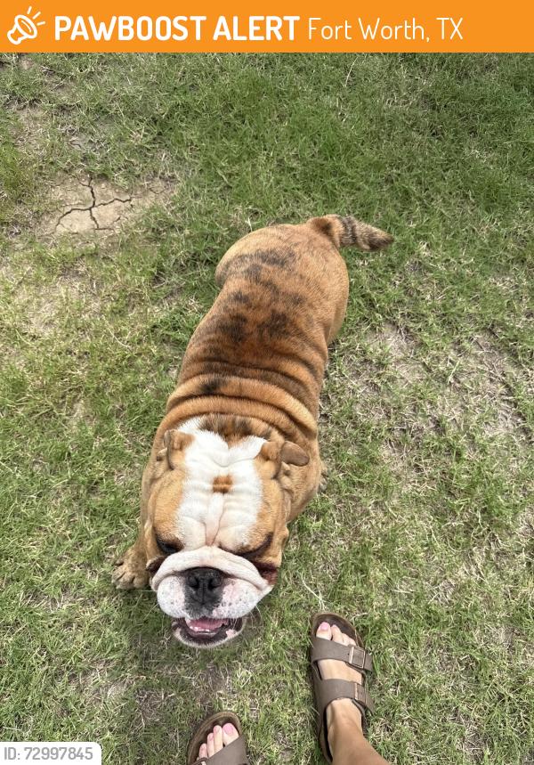 Found/Stray Male Dog last seen Skyline prairie homes presidio town center, Fort Worth, TX 76131