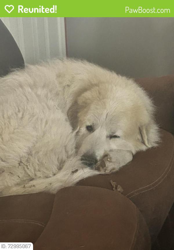 Reunited Male Dog last seen Creedmoor, NC, Creedmoor, NC 27522