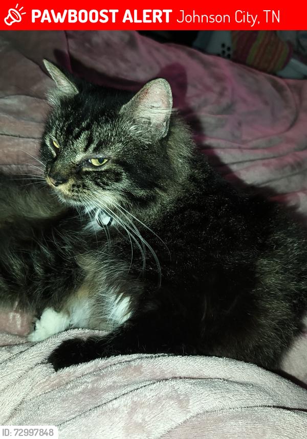 Lost Male Cat last seen Cedar Grove rd an Milligan highway, Johnson City, TN 37601