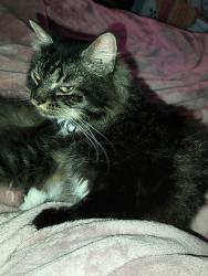 Lost Male Cat last seen Cedar Grove rd an Milligan highway, Johnson City, TN 37601