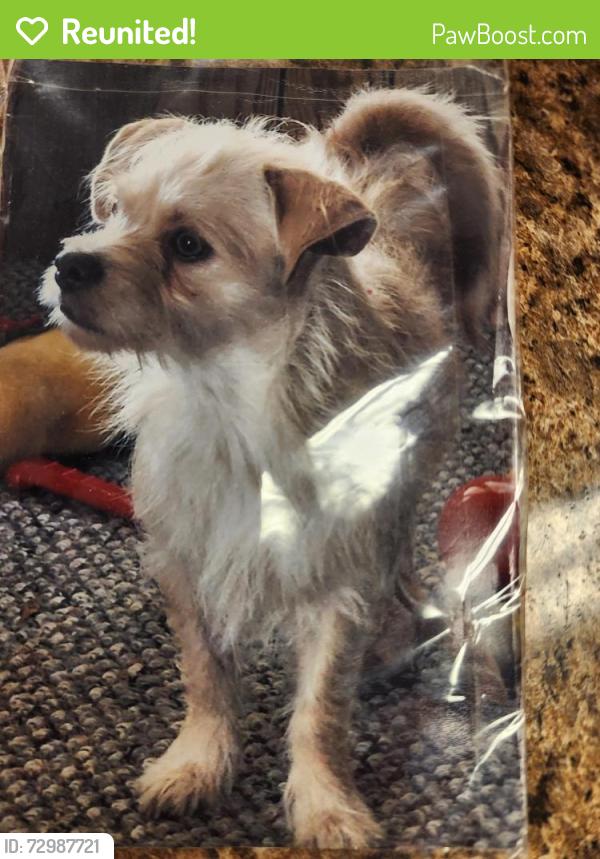Reunited Female Dog last seen Tecumseh, OK, USA, Tecumseh, OK 74873