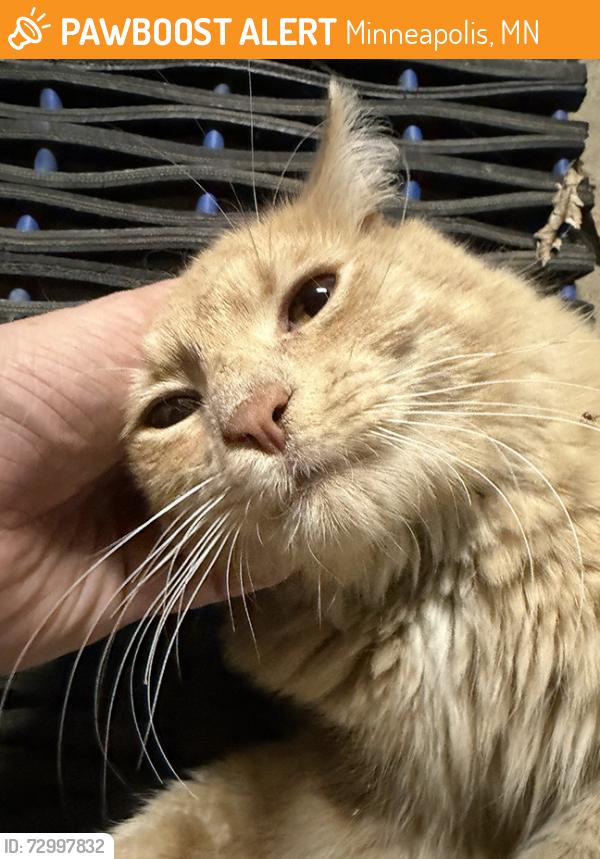 Found/Stray Female Cat last seen Matterhorn Dr NE and Hathaway Ln NE, Minneapolis, MN 55432