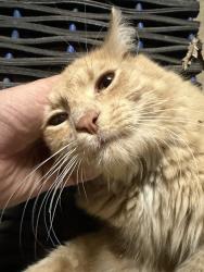 Found/Stray Female Cat last seen Matterhorn Dr NE and Hathaway Ln NE, Minneapolis, MN 55432